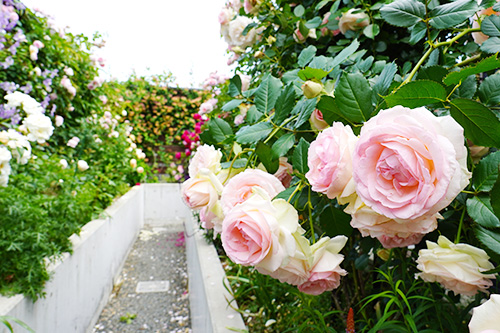 Garden & Cafe Sugarの画像