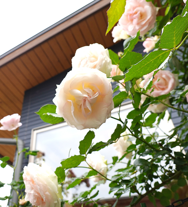 ピアノ生演奏が聴けるカフェ